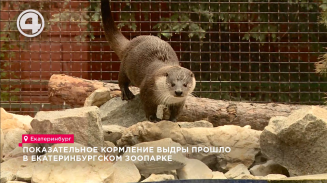 Показательное кормление выдры прошло в Екатеринбургском зоопарке Показательное кормление выдры прошло в Екатеринбургском зоопарке