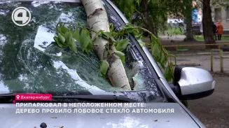 Припарковал в неположенном месте: дерево пробило лобовое стекло автомобиля Припарковал в неположенном месте: дерево пробило лобовое стекло автомобиля