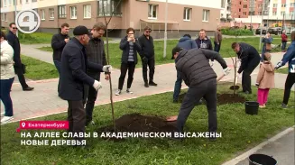 На Аллее Славы в Академическом высажены новые деревья На Аллее Славы в Академическом высажены новые деревья
