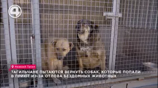 Тагильчане пытаются вернуть собак, которые попали в приют из-за отлова бездомных животных Тагильчане пытаются вернуть собак, которые попали в приют из-за отлова бездомных животных