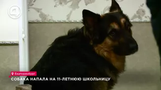 Собака напала на 11-летнюю школьницу