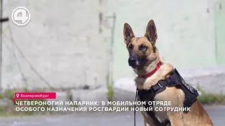 Четвероногий напарник: в мобильном отряде особого назначения Росгвардии новый сотрудник Четвероногий напарник: в мобильном отряде особого назначения Росгвардии новый сотрудник