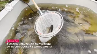 В озеро Ирбитское выпустили 20 тысяч особей белого амура В озеро Ирбитское выпустили 20 тысяч особей белого амура