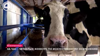 За час - четверых: конкурс по искусственному осеменению За час - четверых: конкурс по искусственному осеменению