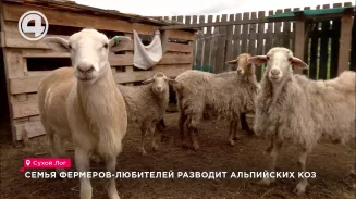 Семья фермеров-любителей разводит альпийских коз Семья фермеров-любителей разводит альпийских коз