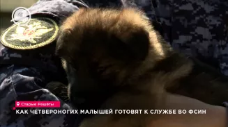 Как четвероногих малышей готовят к службе во ФСИН Как четвероногих малышей готовят к службе во ФСИН