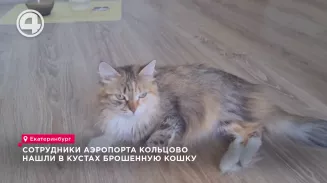Сотрудники аэропорта Кольцово нашли в кустах брошенную кошку Сотрудники аэропорта Кольцово нашли в кустах брошенную кошку