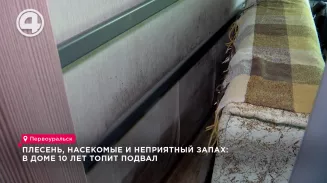 Плесень, насекомые и неприятный запах: в доме 10 лет топит подвал Плесень, насекомые и неприятный запах: в доме 10 лет топит подвал