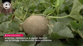 Арбузы, абрикосы и дыни растут на огороде уральской пенсионерки Арбузы, абрикосы и дыни растут на огороде уральской пенсионерки