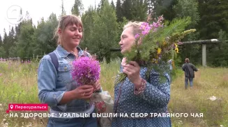 Уральцы вышли на сбор травяного чая Уральцы вышли на сбор травяного чая