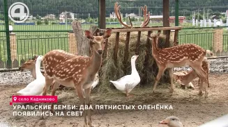 Два пятнистых оленёнка появились на свет Два пятнистых оленёнка появились на свет