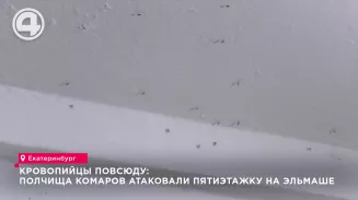 Полчища комаров атаковали пятиэтажку на Эльмаше Полчища комаров атаковали пятиэтажку на Эльмаше