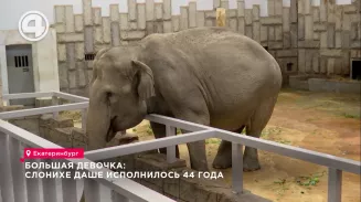 Большая девочка: слонихе Даше исполнилось 44 года Большая девочка: слонихе Даше исполнилось 44 года