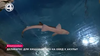Деликатес для хищницы: что на обед у акулы? Деликатес для хищницы: что на обед у акулы?