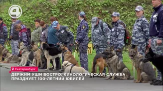 Держим уши востро: кинологическая служба празднует 100-летний юбилей Держим уши востро: кинологическая служба празднует 100-летний юбилей