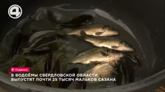 В водоёмы Свердловской области выпустят почти 25 тысяч мальков сазана В водоёмы Свердловской области выпустят почти 25 тысяч мальков сазана