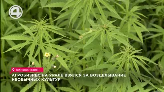 Агробизнес на Урале взялся на возделывание необычных культур Агробизнес на Урале взялся на возделывание необычных культур