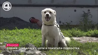 Собака сорвалась с цепи и покусала подростка Собака сорвалась с цепи и покусала подростка
