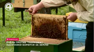 Пчёлы против "Газпрома": пасечники борются за землю Пчёлы против "Газпрома": пасечники борются за землю