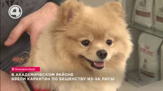 В Академическом районе ввели карантин по бешенству из-за лисы В Академическом районе ввели карантин по бешенству из-за лисы
