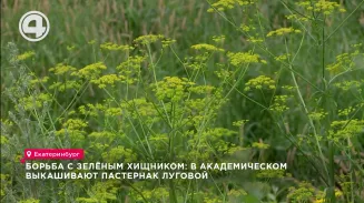 Борьба с зелёным хищником: в Академическом выкашивают пастернак луговой Борьба с зелёным хищником: в Академическом выкашивают пастернак луговой