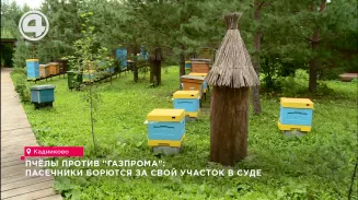 Пчёлы против "Газпрома": пасечники борются за свой участок в суде Пчёлы против "Газпрома": пасечники борются за свой участок в суде