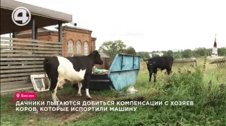 Дачники пытаются добиться компенсации с хозяев коров, которые испортили машину Дачники пытаются добиться компенсации с хозяев коров, которые испортили машину