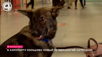 В аэропорту Кольцово новый четвероногий сотрудник В аэропорту Кольцово новый четвероногий сотрудник