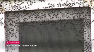 Мухи атаковали село Мухи атаковали село