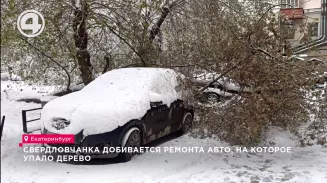 Свердловчанка добивается ремонта авто, на которое упало дерево Свердловчанка добивается ремонта авто, на которое упало дерево