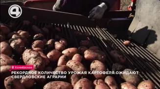 Рекордное количество урожая картофеля ожидают свердловские аграрии Рекордное количество урожая картофеля ожидают свердловские аграрии
