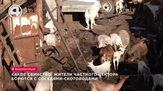 Какое свинство: жители частного сектора борются с соседями-скотоводами Какое свинство: жители частного сектора борются с соседями-скотоводами