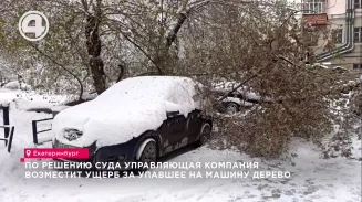 По решению суда управляющая компания возместит ущерб за упавшее на машину дерево По решению суда управляющая компания возместит ущерб за упавшее на машину дерево