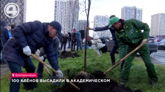 Новая аллея из 100 клёнов появилась в Академическом Новая аллея из 100 клёнов появилась в Академическом
