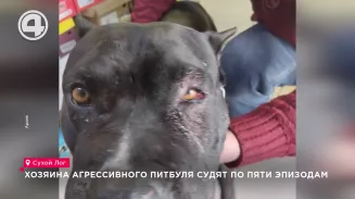 Хозяина агрессивного питбуля судят по пяти эпизодам Хозяина агрессивного питбуля судят по пяти эпизодам