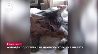 Живодёр подстрелил бездомного кота из арбалета Живодёр подстрелил бездомного кота из арбалета
