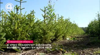 В УрФО планируют озеленить более 78 тысяч гектаров леса В УрФО планируют озеленить более 78 тысяч гектаров леса