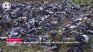 В Свердловской области продолжается уборочная кампания В Свердловской области продолжается уборочная кампания