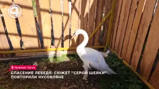 Спасение лебедя: сюжет "Серой Шейки" повторили чусовляне Спасение лебедя: сюжет "Серой Шейки" повторили чусовляне