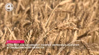 Аграрии заканчивают уборку зерновых культур в Свердловской области Аграрии заканчивают уборку зерновых культур в Свердловской области