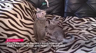 Хвост на сотни тысяч: свердловчанка ищет покупателей для редкого котёнка Хвост на сотни тысяч: свердловчанка ищет покупателей для редкого котёнка