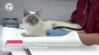 Ничего лишнего: уральским питомцам проводят бесплатную стерилизацию Ничего лишнего: уральским питомцам проводят бесплатную стерилизацию