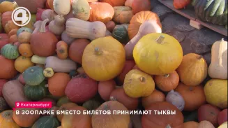 В зоопарке вместо билетов принимают тыквы В зоопарке вместо билетов принимают тыквы