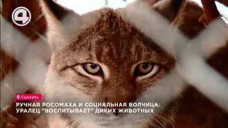 Ручная росомаха и социальная волчица: уралец "воспитывает" диких животных Ручная росомаха и социальная волчица: уралец "воспитывает" диких животных