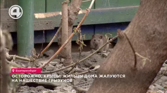 Осторожно, крысы: жильцы дома жалуются на нашествие грызунов Осторожно, крысы: жильцы дома жалуются на нашествие грызунов