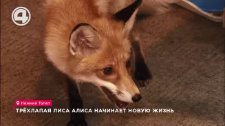 Трёхлапая лиса Алиса начинает новую жизнь Трёхлапая лиса Алиса начинает новую жизнь