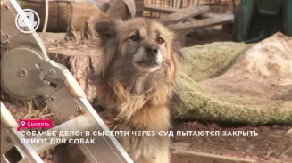 Собачье дело: в Сысерти через суд пытаются закрыть приют для собак Собачье дело: в Сысерти через суд пытаются закрыть приют для собак