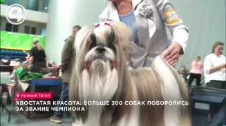 Хвостатая красота: больше 300 собак поборолись за звание чемпиона Хвостатая красота: больше 300 собак поборолись за звание чемпиона