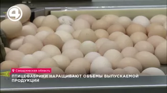 Птицефабрики наращивают объемы выпускаемой продукции Птицефабрики наращивают объемы выпускаемой продукции