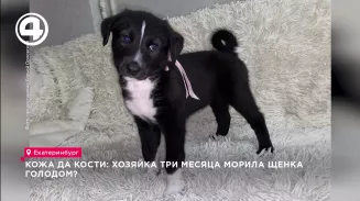 Кожа да кости: хозяйка три месяца морила щенка голодом? Кожа да кости: хозяйка три месяца морила щенка голодом?